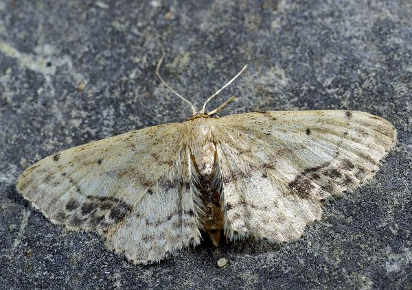 Idaea dimidiata