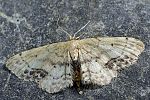 Idaea dimidiata