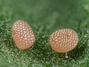 Idaea emarginata