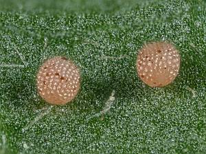 Idaea emarginata