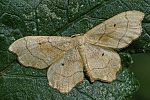 Idaea emarginata