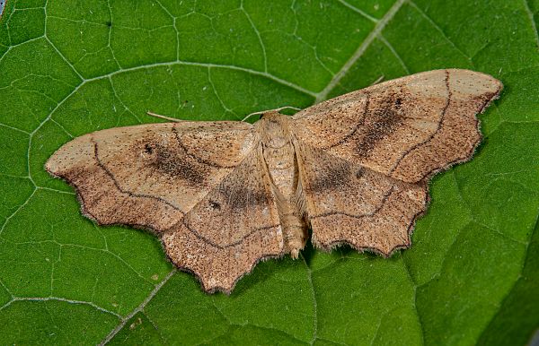 Idaea emarginata