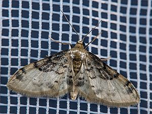 Idaea filicata