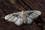 Idaea filicata - Glnzender Sdlicher Zwergspanner