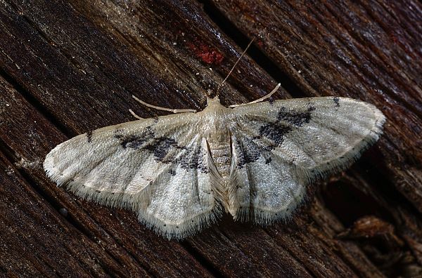 Idaea filicata