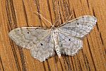 Idaea fuscovenosa