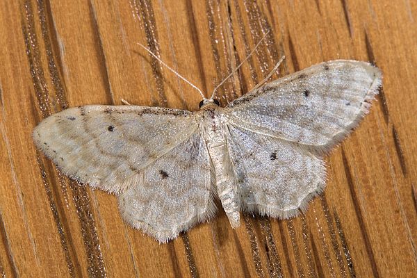 Idaea fuscovenosa