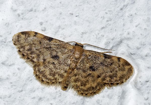 Idaea inquinata