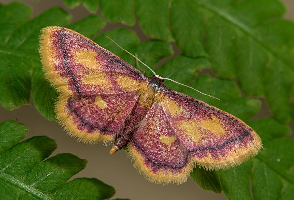 Idaea muricata