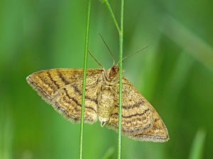 Idaea ochrata