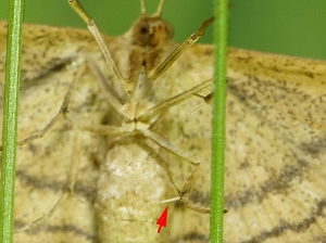 Idaea ochrata