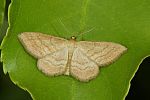 Idaea ochrata