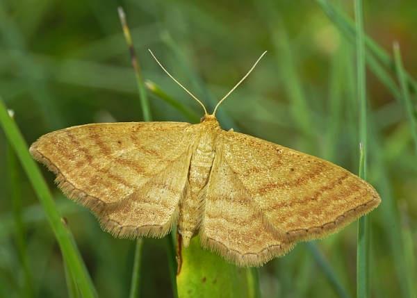 Idaea ochrata