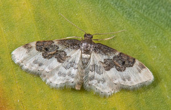 Idaea rusticata