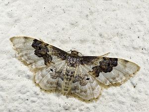 Idaea rusticata