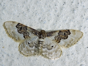 Idaea rusticata