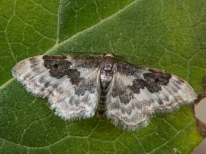 Idaea rusticata