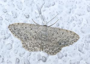 Idaea seriata