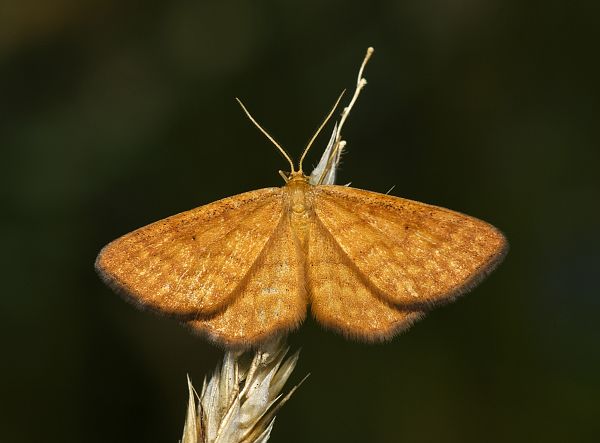 Idaea serpentata