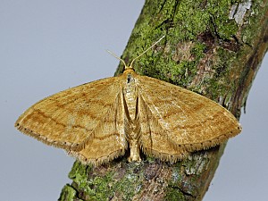 Idaea serpentata