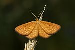 Idaea serpentata