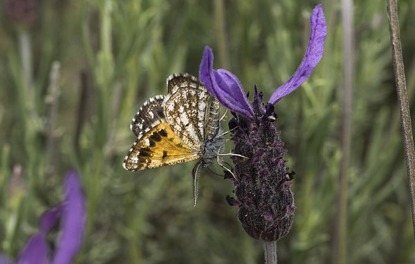 Isturgia famula