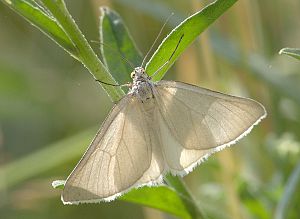 Lithostege farinata