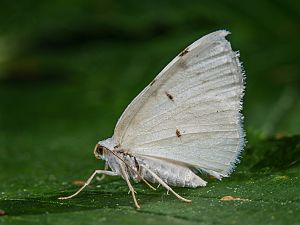 Lomographa bimaculata