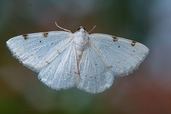 Lomographa bimaculata