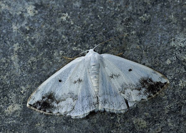 Lomographa temerata