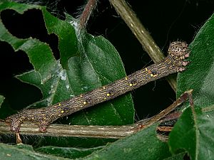 Lycia hirtaria