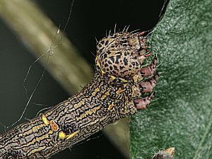 Lycia hirtaria