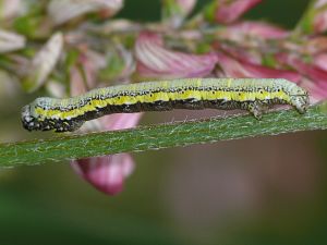 Lycia zonaria