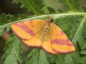 Lythria cruentaria