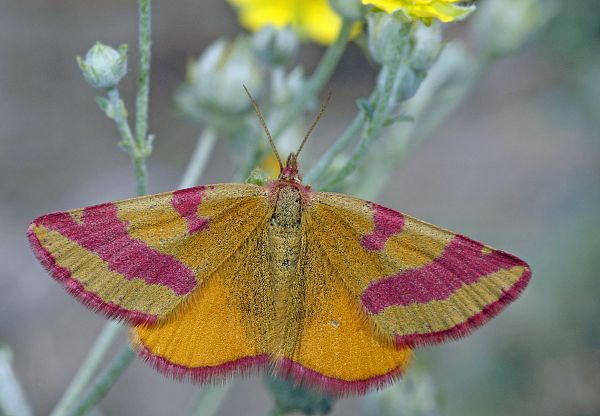 Lythria cruentaria