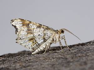 Macaria alternata