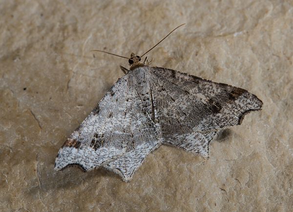 Macaria alternata