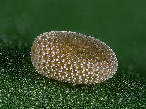 Macaria brunneata