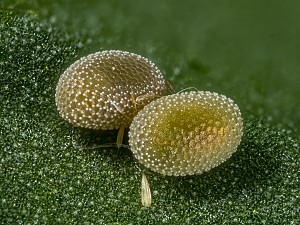 Macaria brunneata