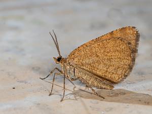 Macaria brunneata