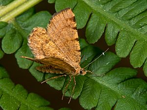 Macaria brunneata