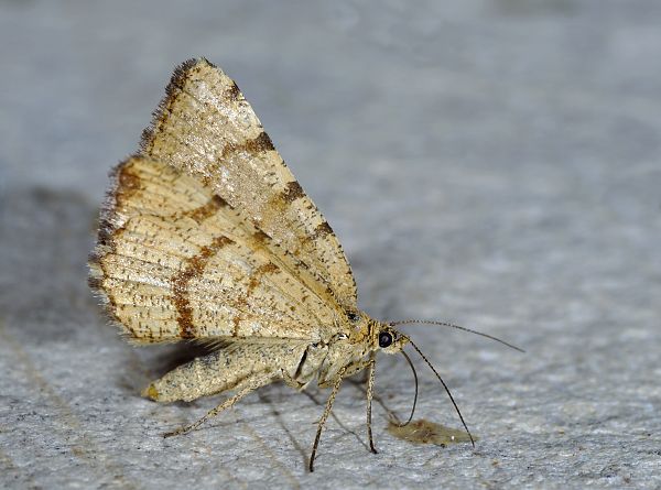 Macaria brunneata