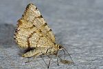 Itame brunneata
