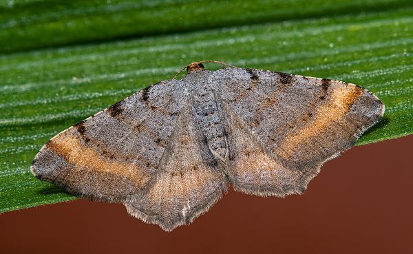 Macaria liturata