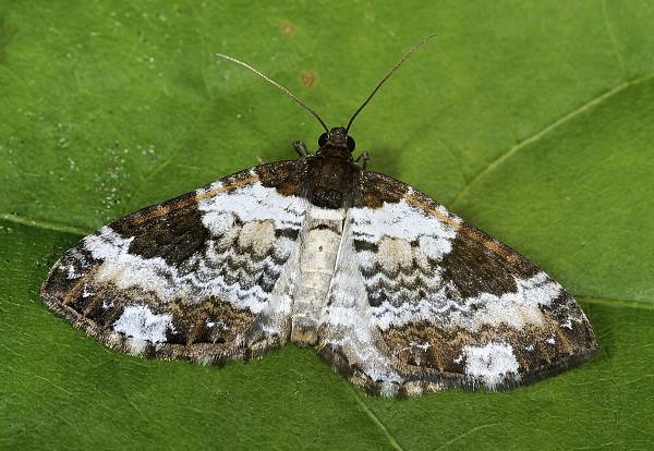 Melanthia procellata