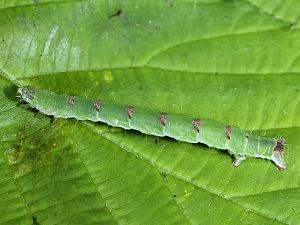 Mesoleuca albicillata Raupe