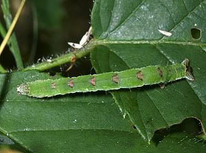 Mesoleuca albicillata