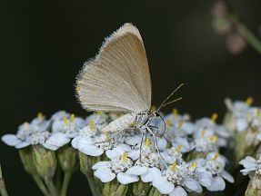 Minoa murinata