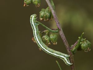 Narraga fasciolaria