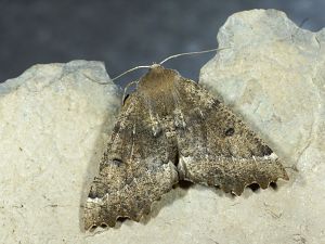 Odontopera bidentata